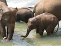 Pinnawala elephant orphanage in Sri Lanka Royalty Free Stock Photo