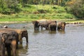 Pinnawala orphanage Sri Lanka Asian Elephants in chains Royalty Free Stock Photo