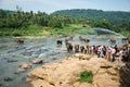 Pinnawala, Sri-Lanka 03/2019: People Watch Elephants Bathing in River of Island