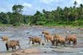 Pinnawela elephant orphanage, herd of elephants in the river, Pinnawela Royalty Free Stock Photo