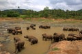 Pinnawela Elephant Orphanage in Sri Lanka Royalty Free Stock Photo
