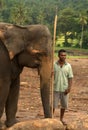 Pinnawela Elephant Orphanage in Sri Lanka