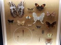 Pinned butterflies and moth insects under glass Royalty Free Stock Photo