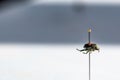 Pinned Japanese beetle specimen in an insect collection