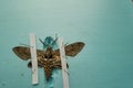 pinned tomato hornworm moth with wings spread on a foam board Royalty Free Stock Photo