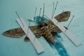 pinned tomato hornworm moth with wings spread on a foam board Royalty Free Stock Photo