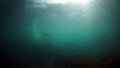 Pinniped animals seals underwater of Sea of Okhotsk.