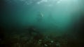 Pinniped animals seals underwater of Sea of Okhotsk.