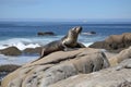 pinniped sunning on rocky shore, with view of ocean in the background