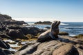 pinniped sunning on rocky shore, with view of ocean in the background