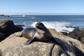 pinniped sunning on rocky shore, with view of ocean in the background