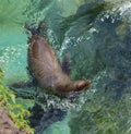 Seal Swimming in a Pool