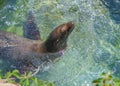 Seal Swimming in a Pool