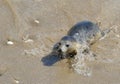 Pinnipeds, commonly known as seals,.