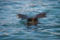 Pinnipeds the hind legs above the water while swimming Royalty Free Stock Photo