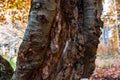 Pinny, rugged beech wood tree bark close up shot Royalty Free Stock Photo