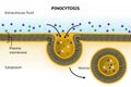 Pinocytosis. Cell transport Royalty Free Stock Photo