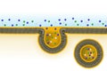 Pinocytosis. Cell transport