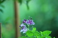 Pinokio flower in a garden Royalty Free Stock Photo