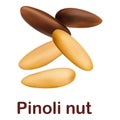 Pinoli nut icon, realistic style Royalty Free Stock Photo