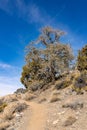 Pinon Pine Tree