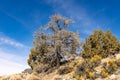 Pinon Pine Tree