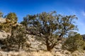 Pinon Pine Tree