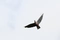 Pinon\'s imperial pigeon or Pinon imperial pigeon or Ducula pinon observed in Waigeo in West Papua, Indonesia