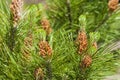 mountain pine closeup Royalty Free Stock Photo