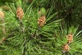 mountain pine closeup Royalty Free Stock Photo