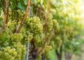 Pinot blanc grapes variety. Vitis vinifera `Pinot Blanc