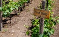 PINOT BLANC Wine sign on vineyard. Vineyard landcape Royalty Free Stock Photo