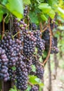 Pinot Grigio grape variety. Pinot Grigio is a white wine grape variety that is made from grapes with grayish, white red, and or pu Royalty Free Stock Photo