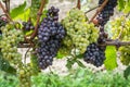 Pinot Grigio grape variety. Pinot Grigio is a white wine grape variety that is made from grapes with grayish, white red, and or pu Royalty Free Stock Photo