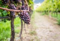 Pinot Grigio grape variety. Pinot Grigio is a white wine grape variety that is made from grapes with grayish, white red, and or pu Royalty Free Stock Photo