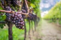 Pinot Grigio grape variety. Pinot Grigio is a white wine grape variety that is made from grapes with grayish, white red, and or pu Royalty Free Stock Photo