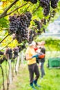 Pinot Grigio grape variety. Ripe bunch of grapes during harvest at the vineyard of South Tyrol/Trentino Alto Adige, northern Italy