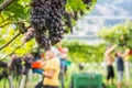 Pinot Grigio grape variety. Ripe bunch of grapes during harvest at the vineyard of South Tyrol/Trentino Alto Adige, northern Italy