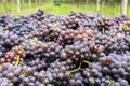 Pinot Grigio grape variety. Ripe bunch of grapes during harvest at the vineyard of South Tyrol/Trentino Alto Adige, northern Italy