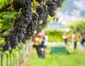 Pinot Grigio grape variety. Ripe bunch of grapes during harvest at the vineyard of South Tyrol/Trentino Alto Adige, northern Italy