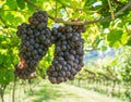 Pinot Grigio grape variety. Pinot Grigio is a white wine grape variety that is made from grapes with grayish, white red, and or pu Royalty Free Stock Photo