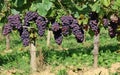 Pinot gris grapes, blue brownish variety, hanging on vine