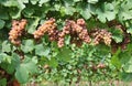 Pinot gris grapes, brownish pink variety, hanging on vine few days before the harvest Royalty Free Stock Photo