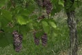 Pinot Gris grapes growing in Alsace Royalty Free Stock Photo