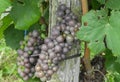 Pinot Gris grapes hanging on a vine Royalty Free Stock Photo