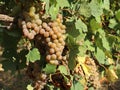 Pinot gris grapes, pinkish yellow variety, hanging on vine Royalty Free Stock Photo