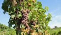 Pinot gris grapes on vine against blue sky background Royalty Free Stock Photo