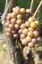 Pinot Gris/Grigio Grapes Royalty Free Stock Photo