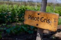 PINOT GRIS Wine sign on vineyard. Vineyard landcape Royalty Free Stock Photo