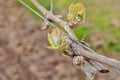 Grape bud new growth clusters close up trellising on grapevine Royalty Free Stock Photo